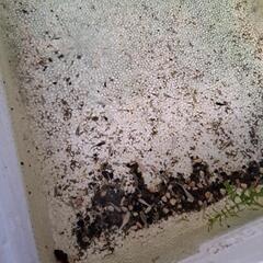 メダカお譲り幼魚の画像