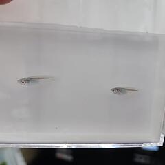 めだか稚魚(10匹100円)①の画像