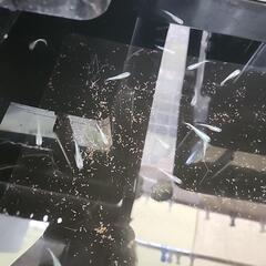 めだか稚魚(10匹100円)①の画像