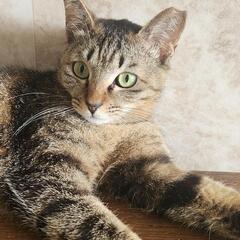 人が大好きスリごろチビちゃん