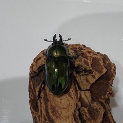 ニジイロクワガタ♀単の画像