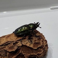 ニジイロクワガタ♀単の画像