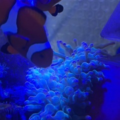 カクレクマノミの画像