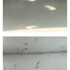 ヒカリ体型メダカ【稚魚35匹】の画像