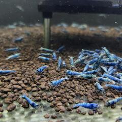 【特濃】 ターコイズの画像