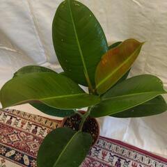 観葉植物　フィカス　ゴムノキ②の画像