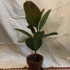 観葉植物　フィカス　ゴムノキ②の画像