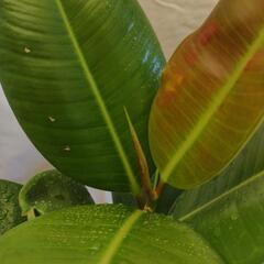 観葉植物　フィカス　ゴムノキ②の画像