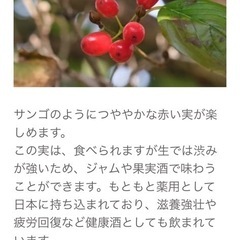 受渡者決定しました。サンシュユ　植木の画像