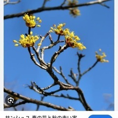 受渡者決定しました。サンシュユ　植木の画像