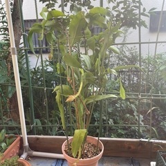 月下美人　蕾4つ、もうすぐ咲きそうですの画像