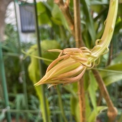 月下美人　蕾4つ、もうすぐ咲きそうですの画像