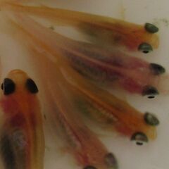 お話し中です。メダカ　現物「🐼パンダ」幼魚14匹の画像