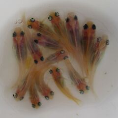お話し中です。メダカ　現物「🐼パンダ」幼魚14匹の画像
