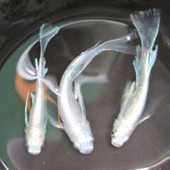 決まりました。メダカ「龍尾・リュウビ」幼魚10匹 ②の画像