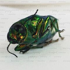 死骸　タマムシ 昆虫の画像