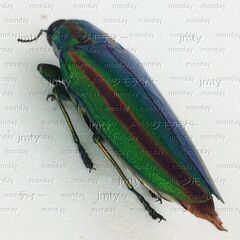 死骸　タマムシ 昆虫の画像