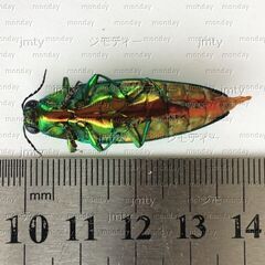 死骸　タマムシ 昆虫の画像