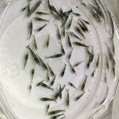 アクアリウム　エビ・水草2種類の画像