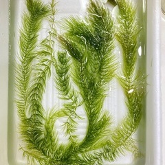 アクアリウム　エビ・水草2種類の画像