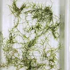 アクアリウム　エビ・水草2種類の画像