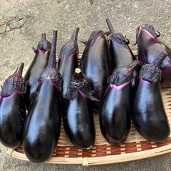只今収穫した採りたてナスの画像
