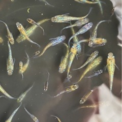🉐メダカユリシス【稚魚、幼魚】の画像