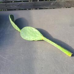 ウチワサボテンの画像
