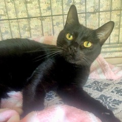 人馴れ◎とっても愛らしいお姫様😸スザンナちゃん