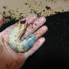 カブトムシ 幼虫