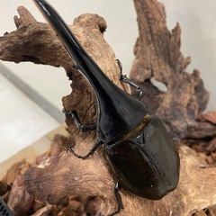 ヘラクレスオオカブトの画像
