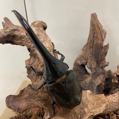 ヘラクレスオオカブトの画像