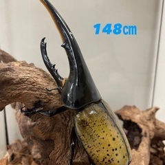 ヘラクレスオオカブトの画像