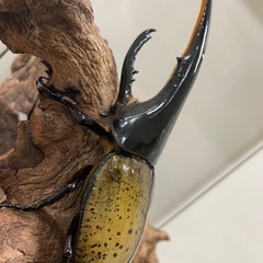 ヘラクレスオオカブトの画像
