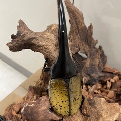 ヘラクレスオオカブトの画像