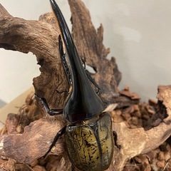 ヘラクレスオオカブトの画像