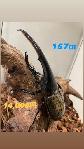 ヘラクレスオオカブト