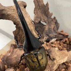 ヘラクレスオオカブトの画像
