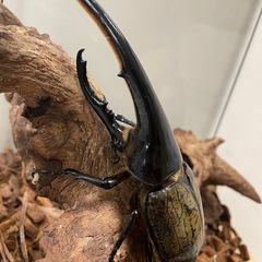 ヘラクレスオオカブトの画像