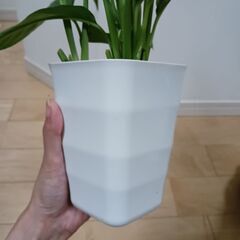 2000円　スパティフィラム　4号　観葉植物の画像