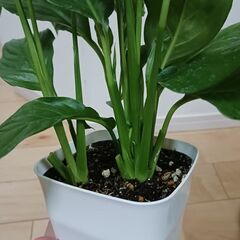 2000円　スパティフィラム　4号　観葉植物の画像