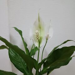 2000円　スパティフィラム　4号　観葉植物の画像