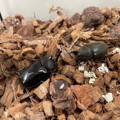オキナワカブトの画像