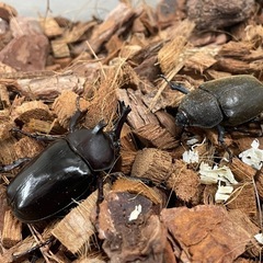 オキナワカブトの画像