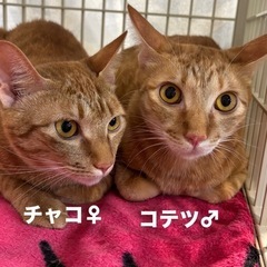 人なつこい茶トラ兄妹💖