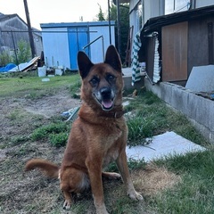 優しい犬　ひめ