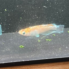 超極上　阿波めだかの里様ブリード灯赤虎ロングフィン有精卵20個　めだか　メダカ発送要相談の画像