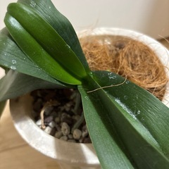 胡蝶蘭　苗　白　①の画像