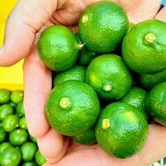 シークワーサー🌿 1kg(約80個)🌿の画像