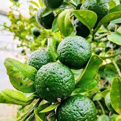 シークワーサー🌿 1kg(約80個)🌿の画像